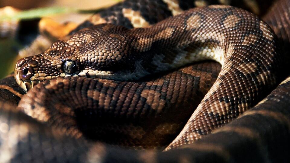 Фото: © РИА Новости/Виталий Аньков