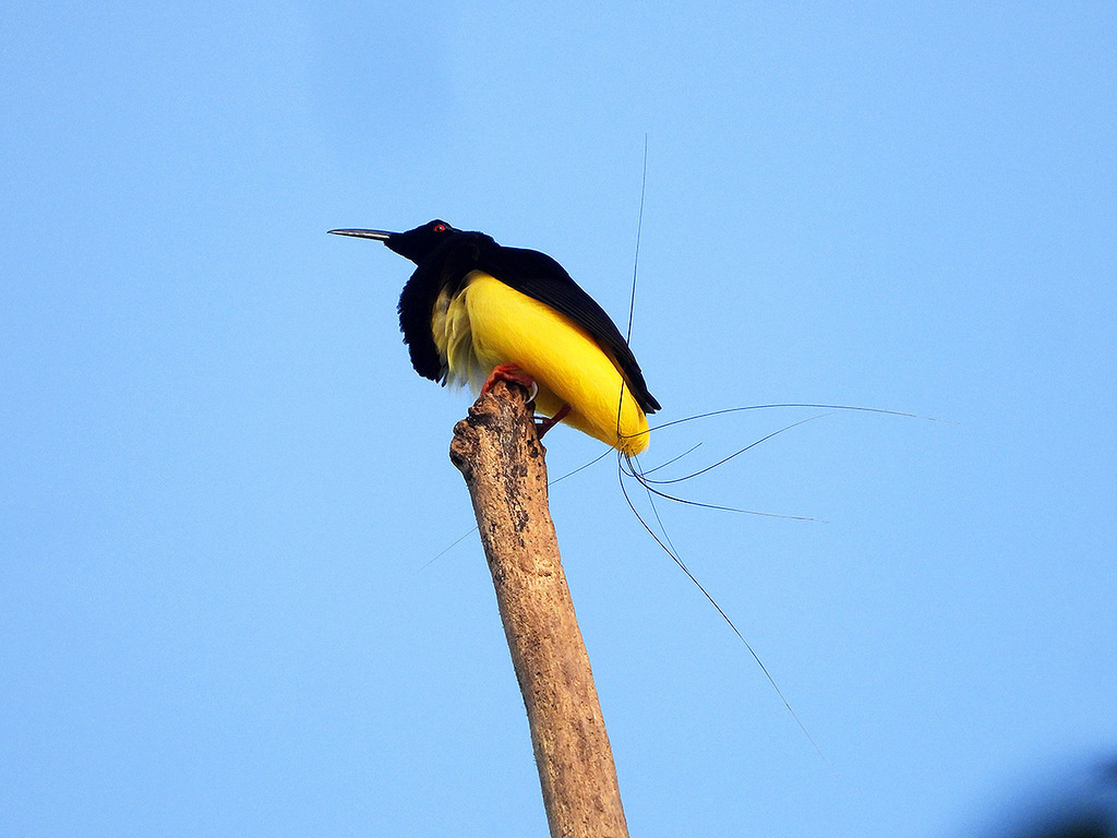 Индонезия, фото Mehd Halaouate