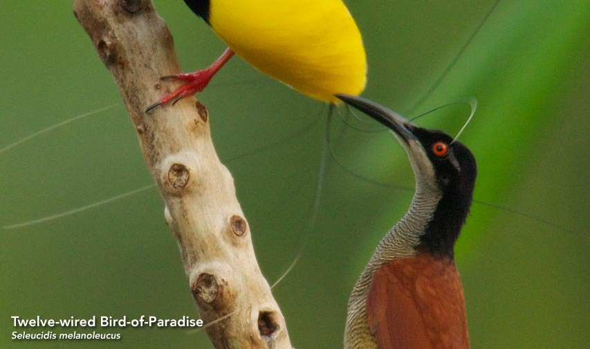 с сайта www.birdsofparadiseproject.org