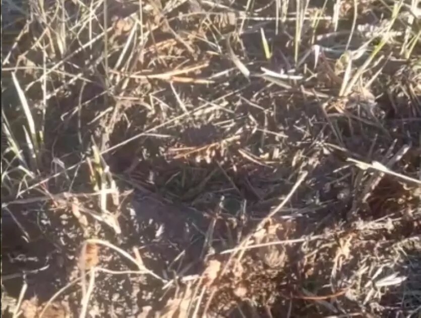 Фото: НП «Зигальга»
