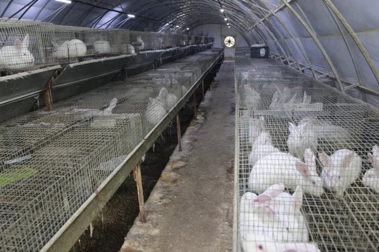    Знаете ли вы о кроличьем молоке без аллергии?