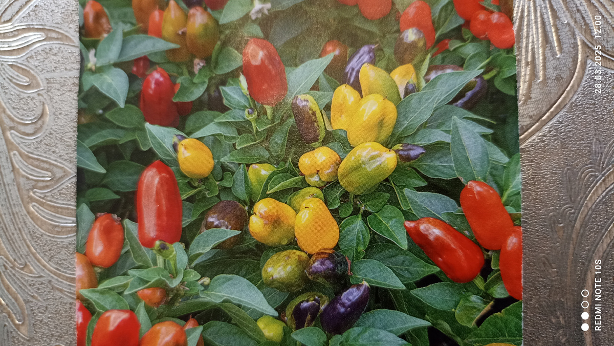 Перец декоративный ,, Семицветик. ,, Смесь.