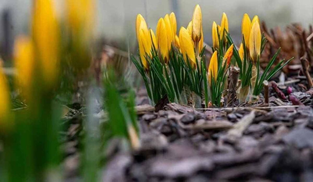     Весенние цветы. Источник: kp.ru Автор фото: Олег Золото