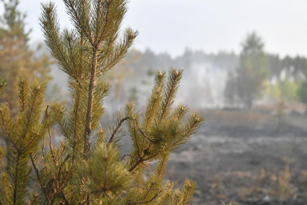 Фото: Сергей Елесин, ИА "Тюменская линия"
