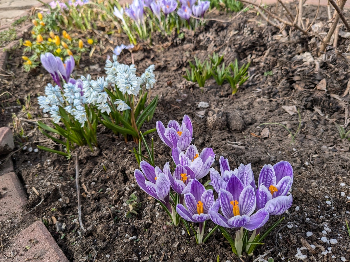 Крокусы