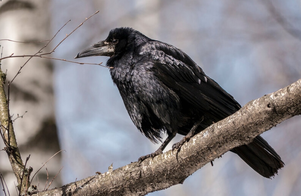 Весна. Грачи. Пора уже