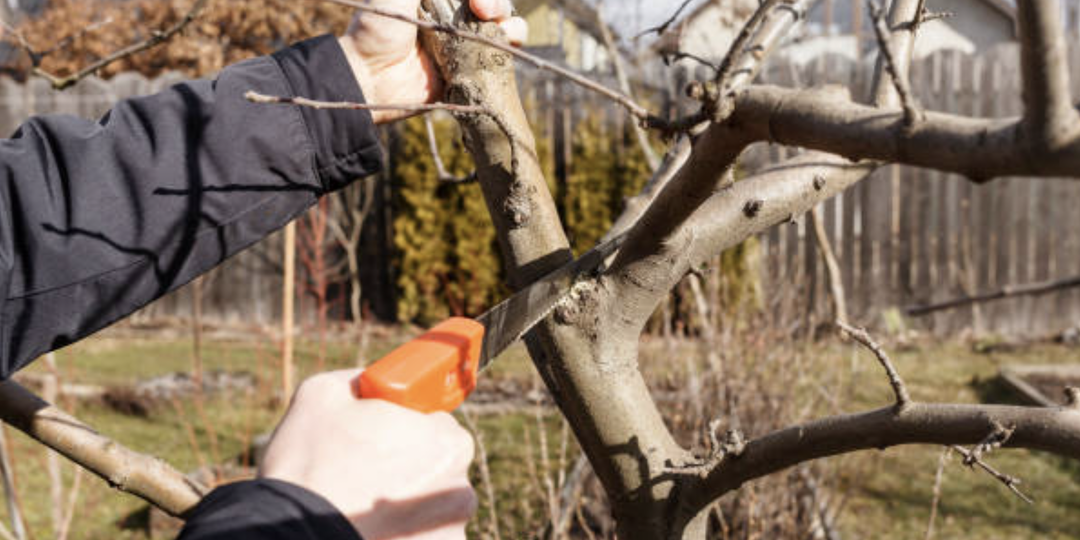 Правильное снижение высоты кроны плодовых деревьев. Как избежать негативных последствий неправильной обрезки.