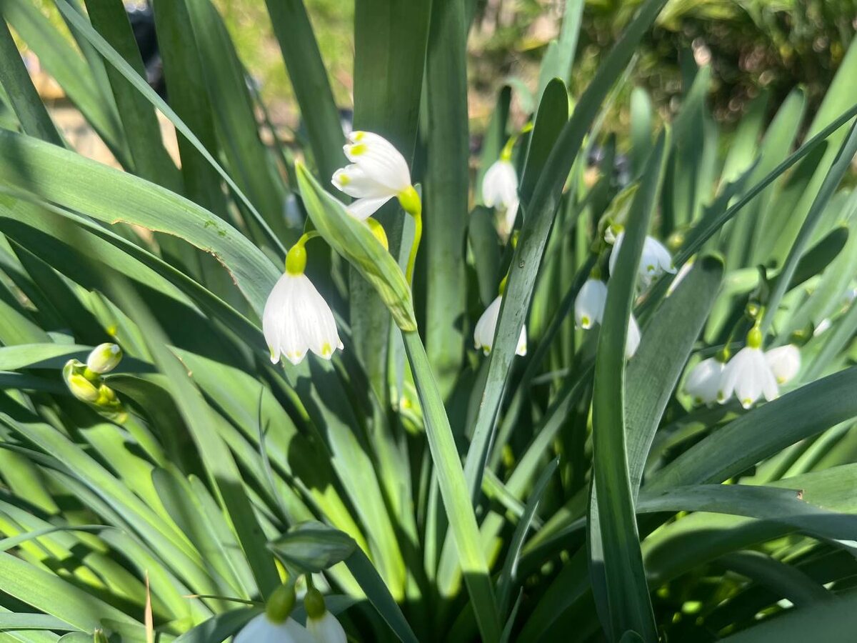 Фото: Telegram/Сочинский географ  📷
