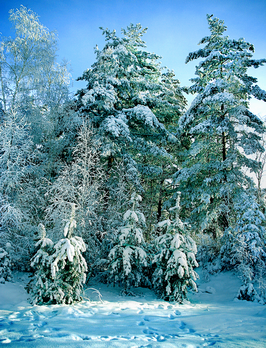 Фотография, стихотворение Василия Глуцкого