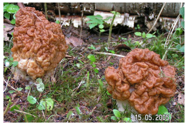 Строчок гигантский


