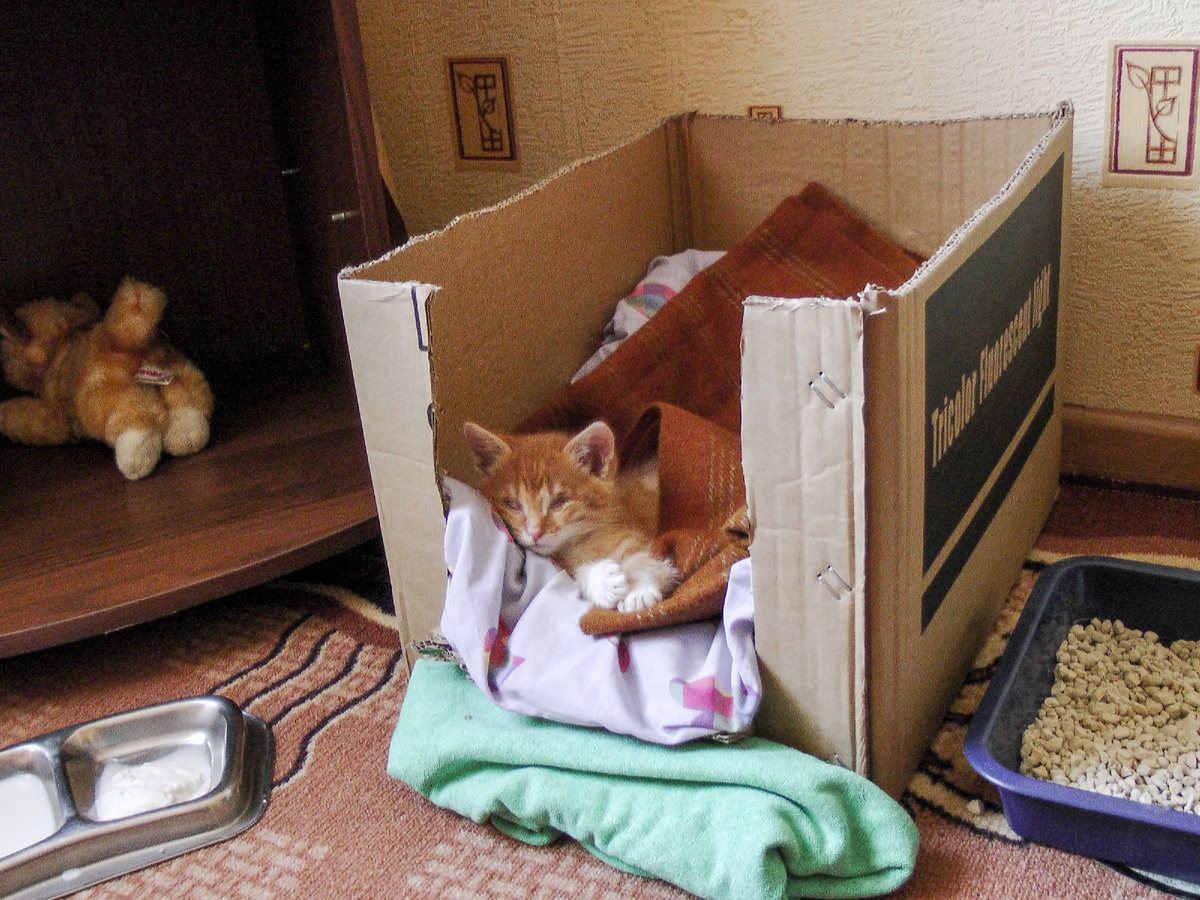 9 июля 2015 года. Сёма обрёл дом.