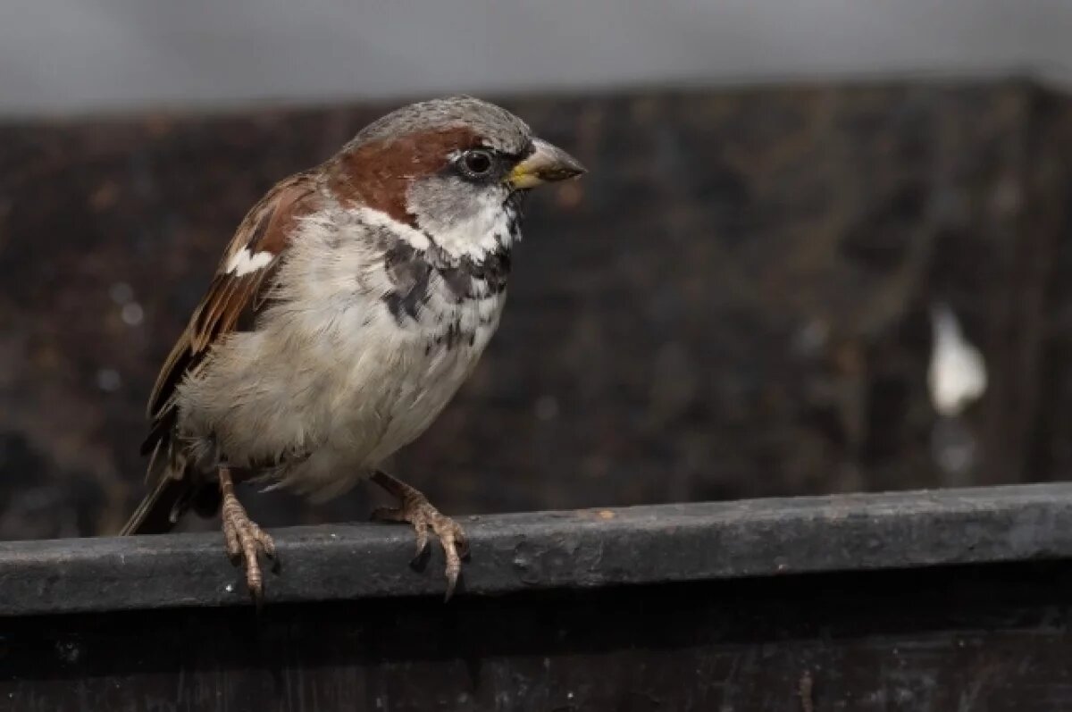    В Новосибирской области прошла перепись воробьев