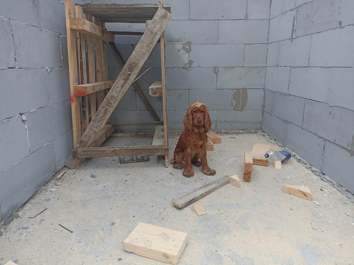 Фото из архива наших питомцев. Марфа прораб ☺️