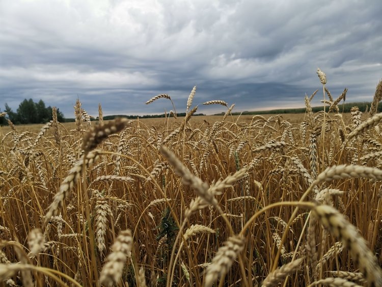    Дарья: урожай, неподвластный стихии