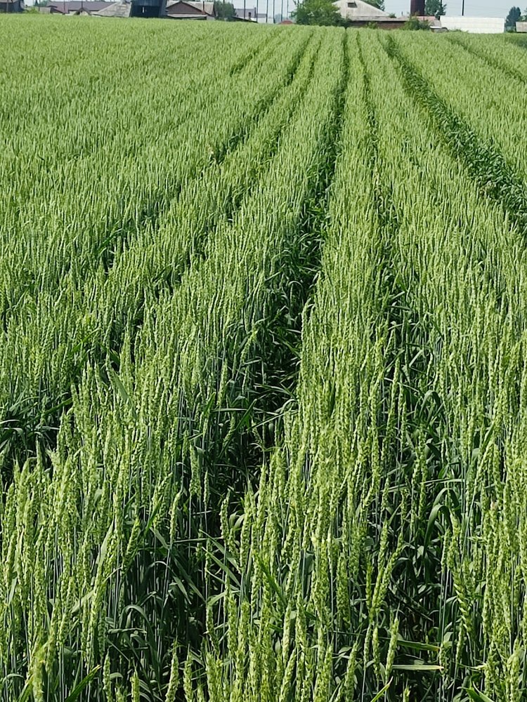    Дарья: урожай, неподвластный стихии