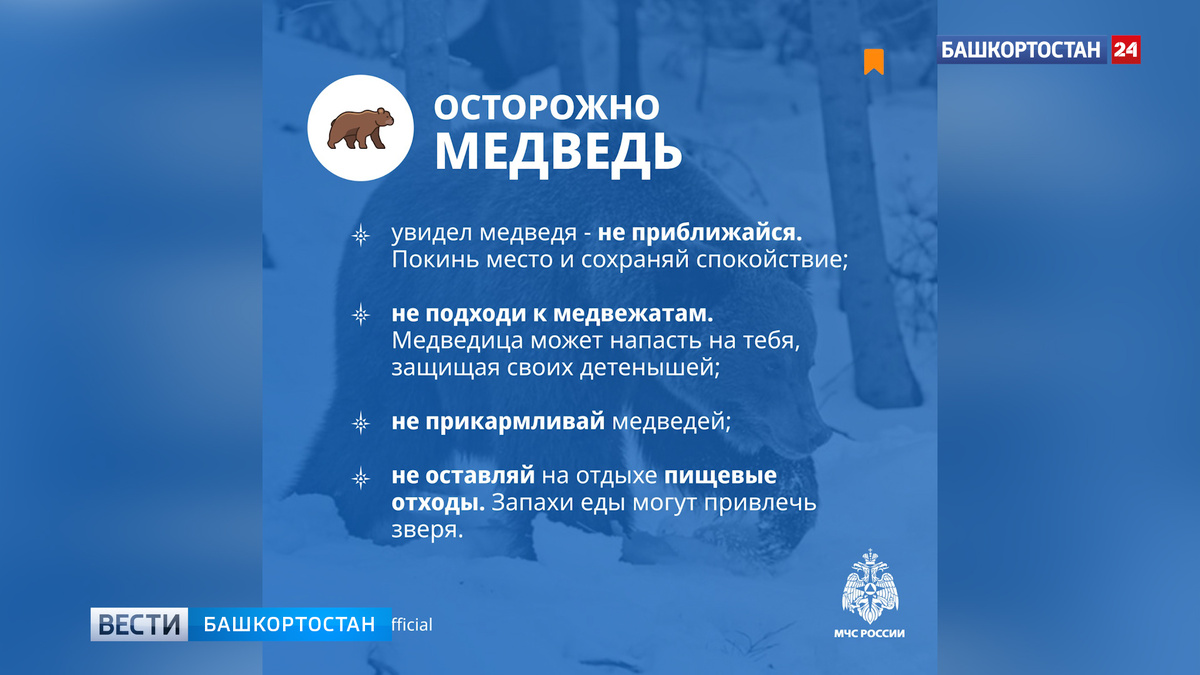    В МЧС Башкортостана рассказали, как вести себя при встрече с медведем