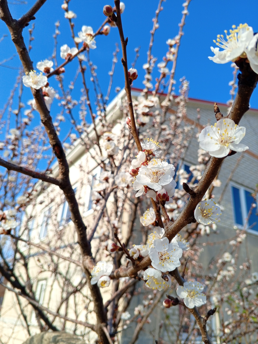 27.03.2025, зацвели жерделы