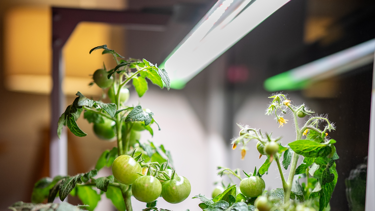 Белые светодиодные лампы