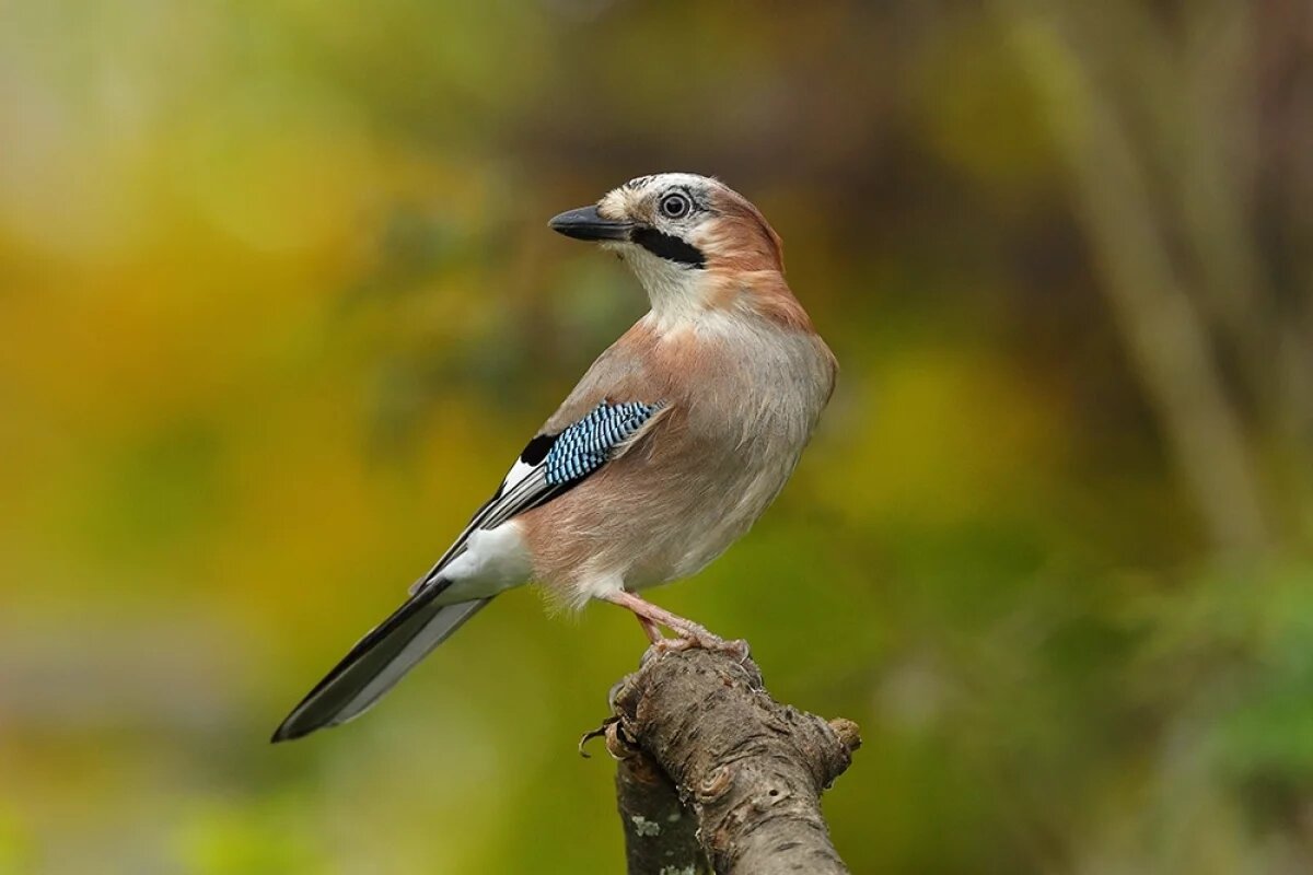    Гром, грязь и сойки.