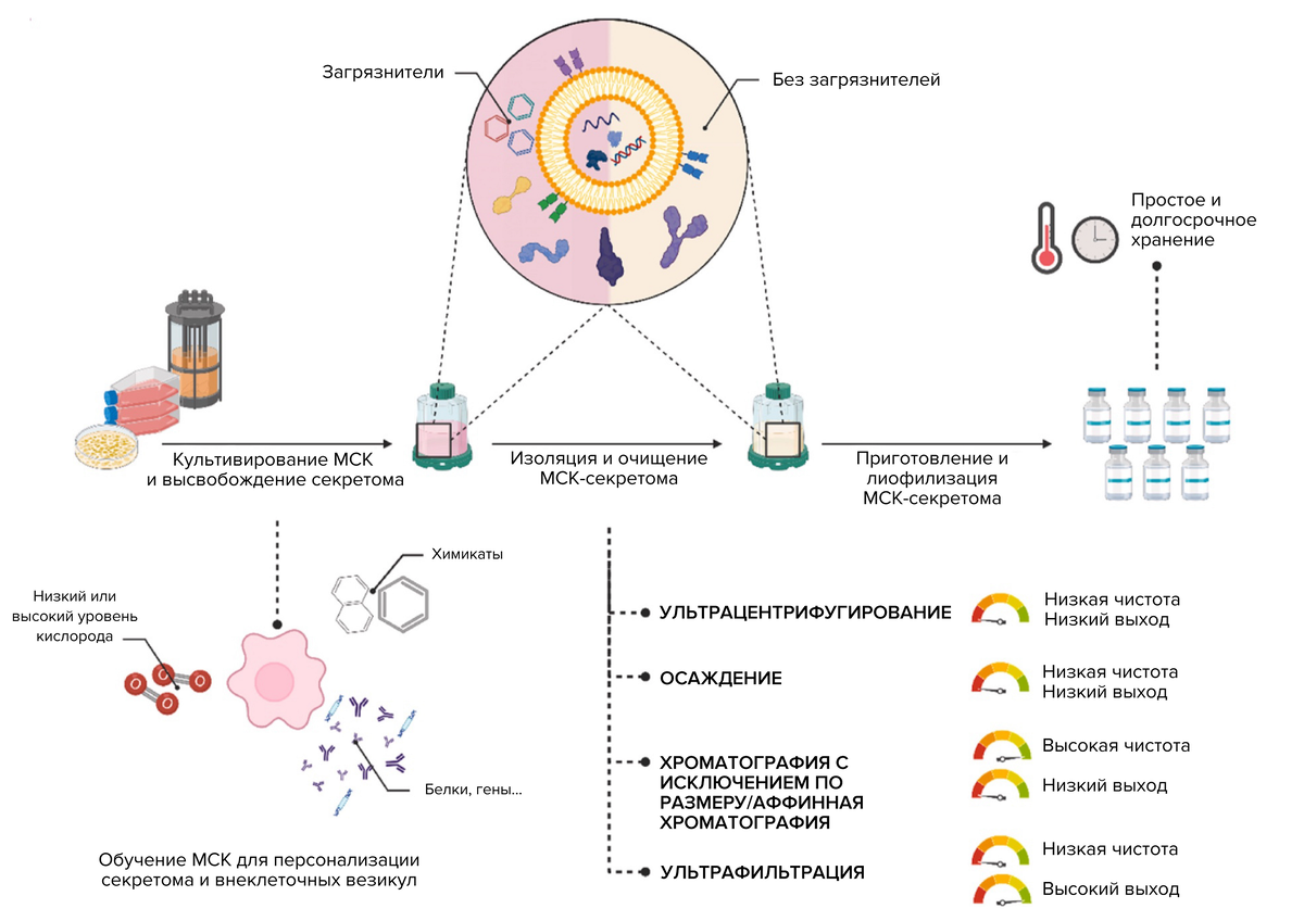Как получить секретом с необходимыми свойствами? Процесс включает получение культуры МСК, рост культуры и прекондиционирование, выделение, очистку и концентрирование секретома