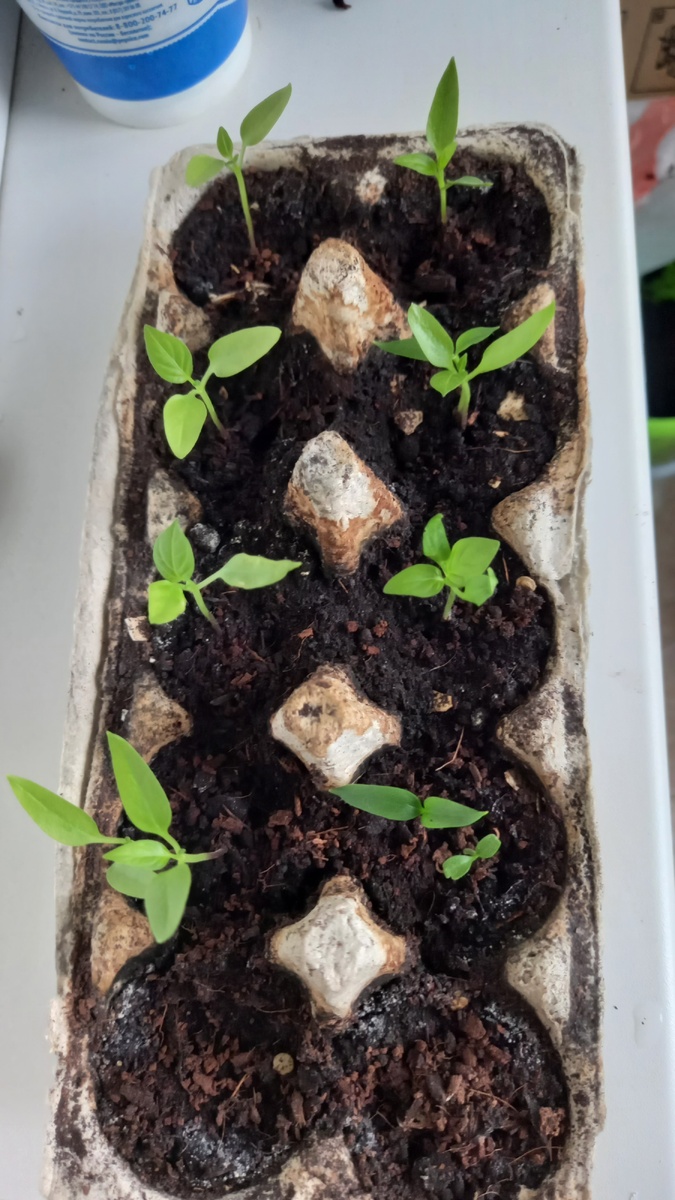 Сеянцы сладкого перца "Калифорнийское чудо" перед пересадкой