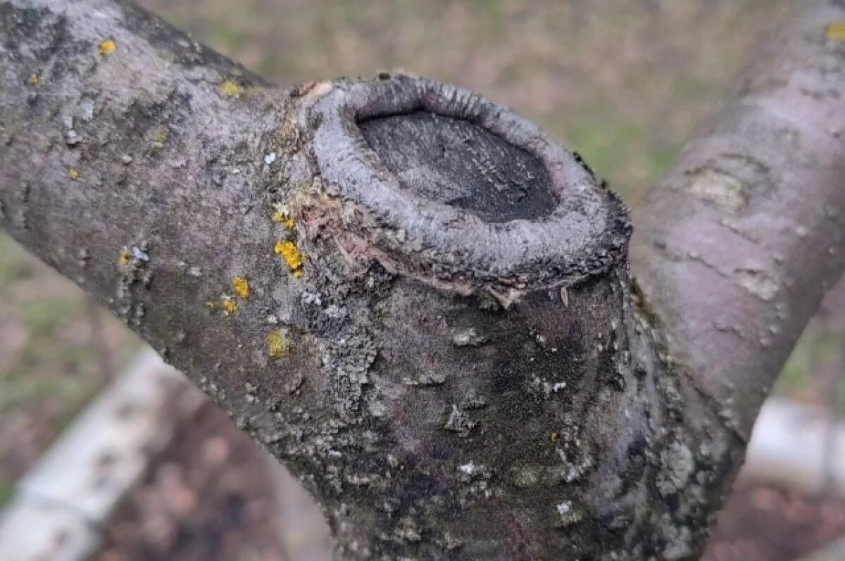    На Алтае мужчина привязал пасынка к дереву