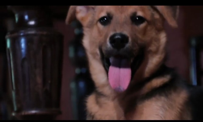 " Наша маленькая принцесса" называют её хозяйка Олеся 