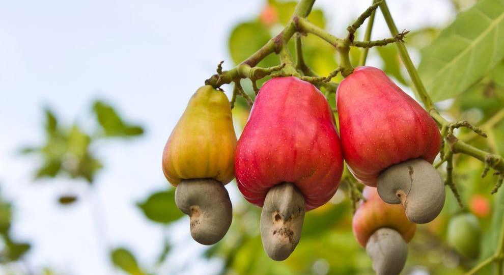 Двойная жизнь кешью