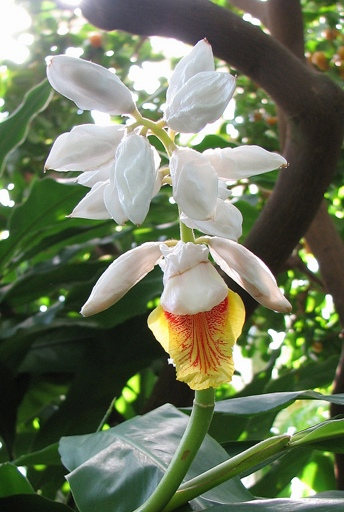 «Царица пряностей» или, попросту, Кардамон