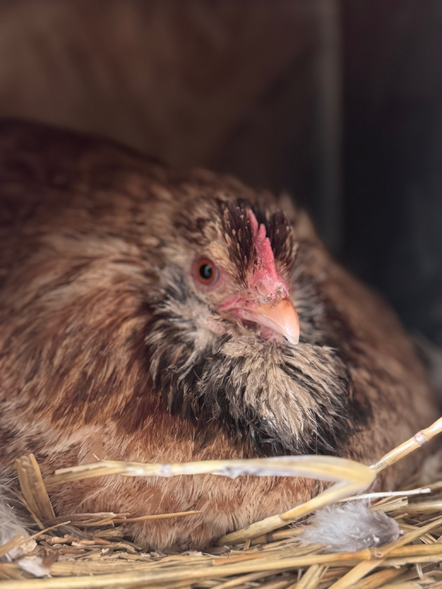 Тетя-квочка