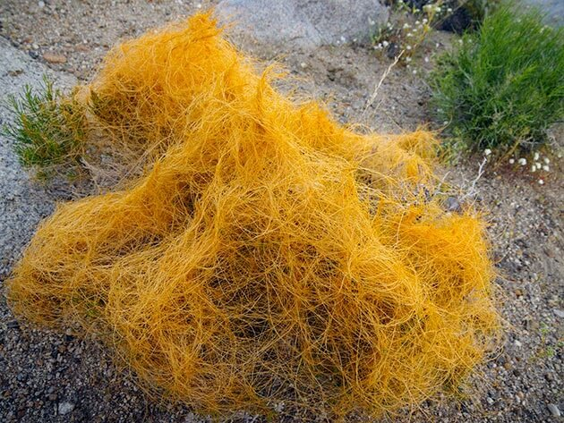 Повилика — паразит, который уничтожит всю растительность на твоей даче