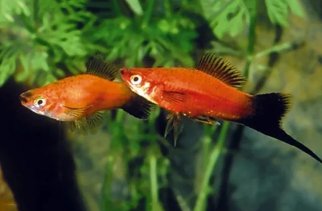 Меченосцы. Фото из Интернета. 