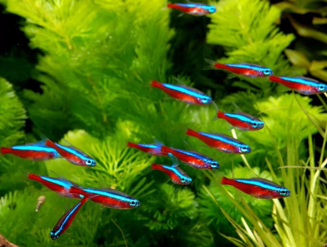 Неоны. Фото из Интернета. 