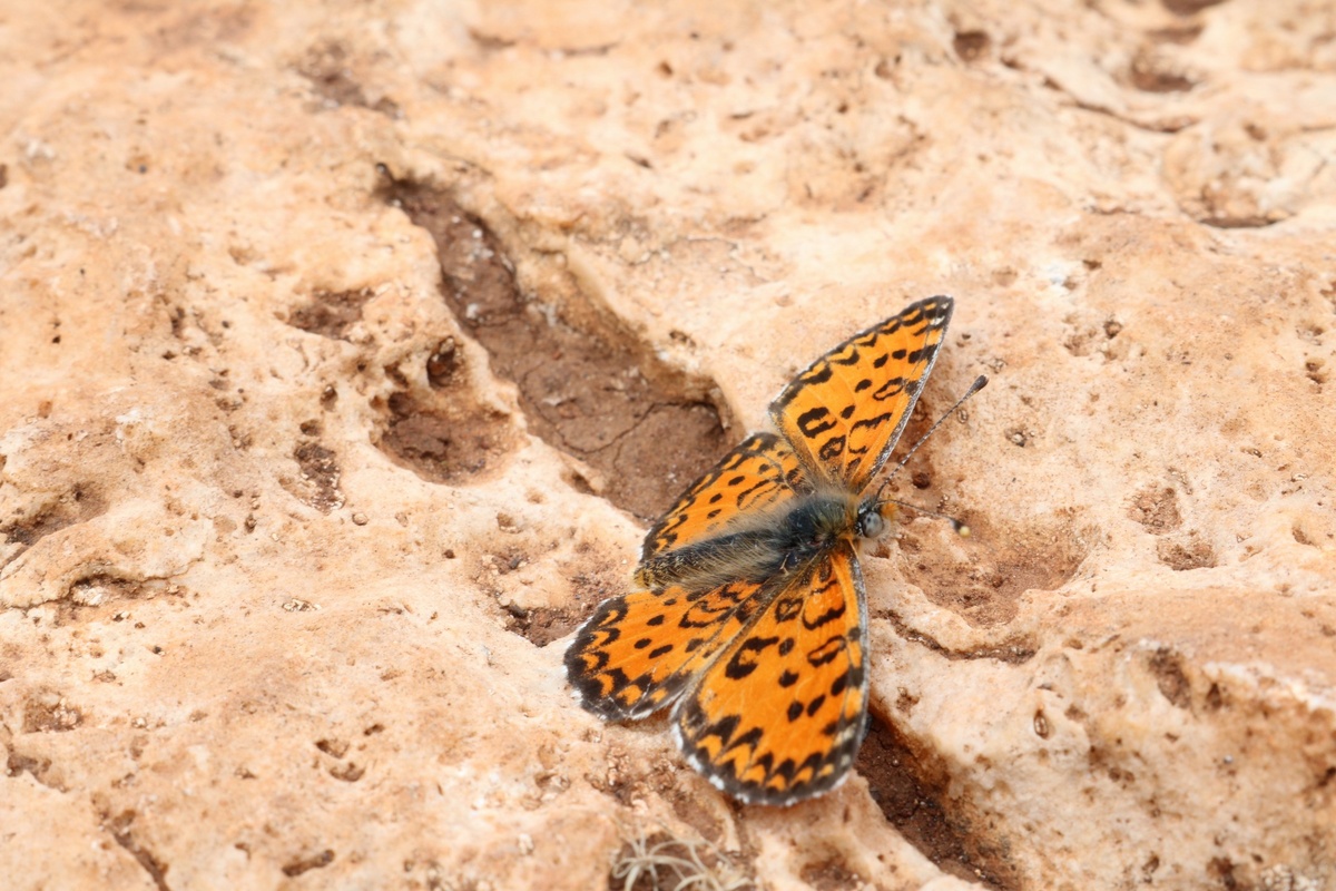 Вот кто прекрасен по природе