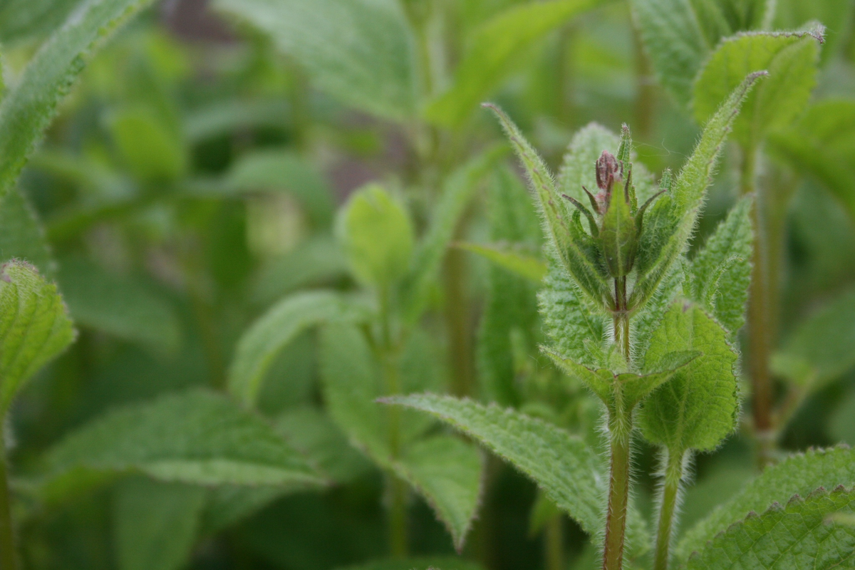 Стебельки пушистые