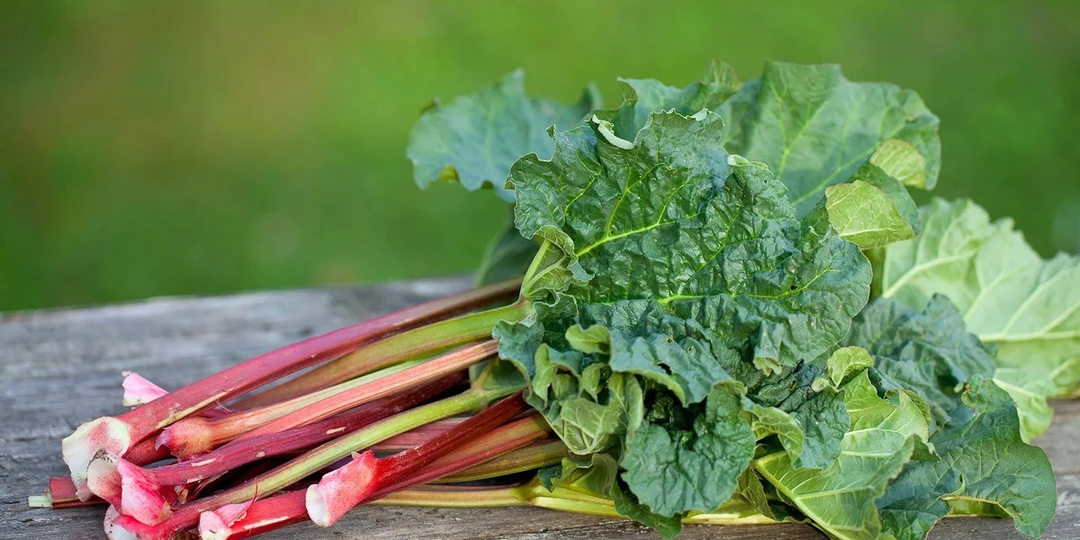 Ревень: интересные факты о весенней вкусняшке