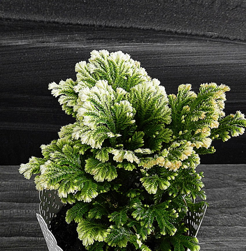 А это одна из разновидностей плаунка - Мартенси Йори.