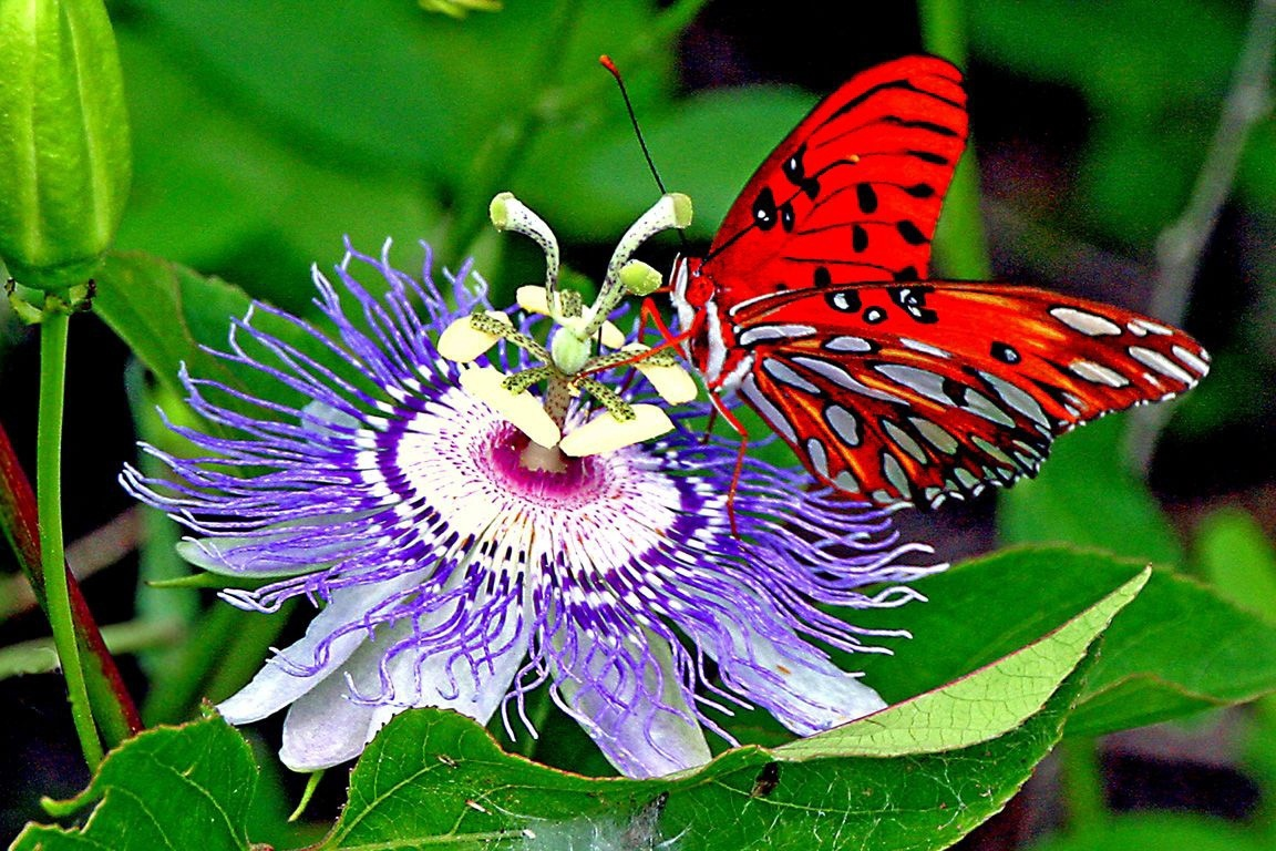 Геликонида атакует пассифлору