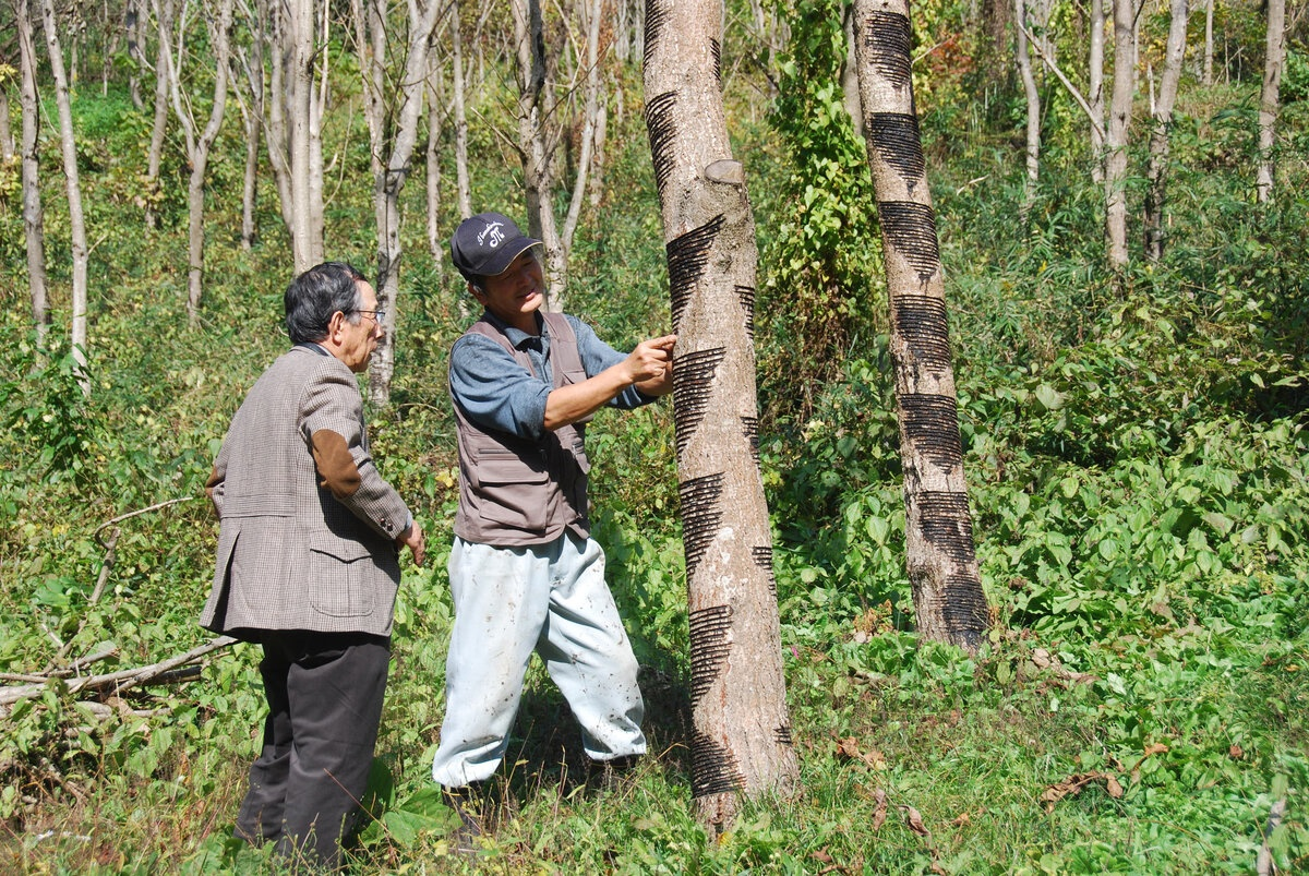 Так добывают сок