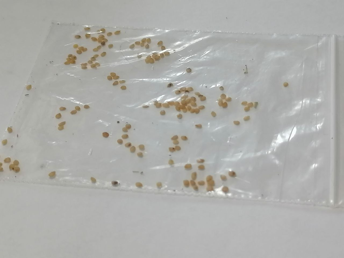 Семена картофеля, фото автора