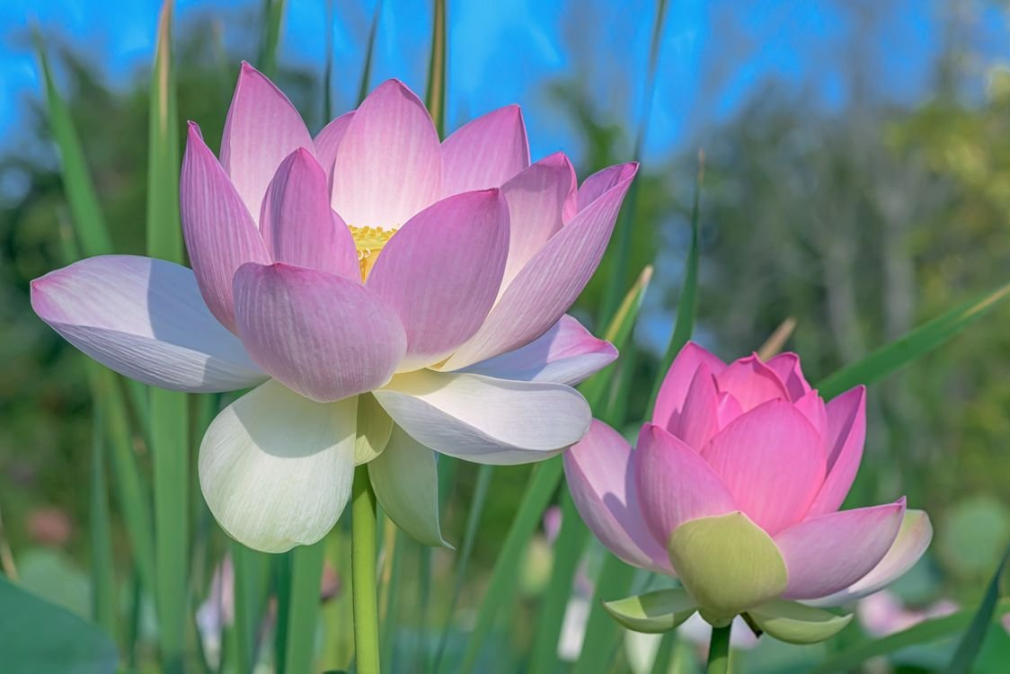 Лотос тихонько рос