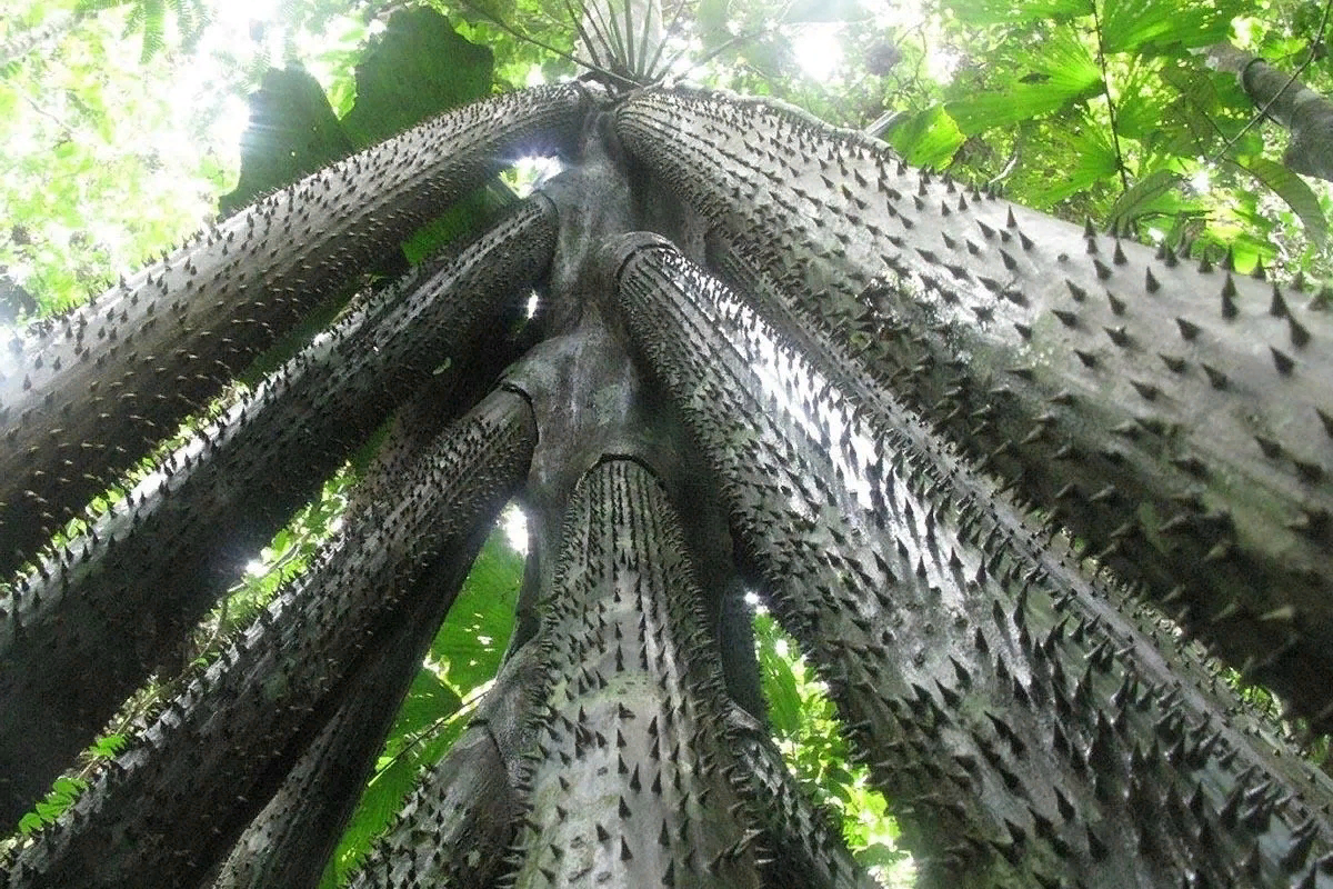 шипы видимо для самообороны