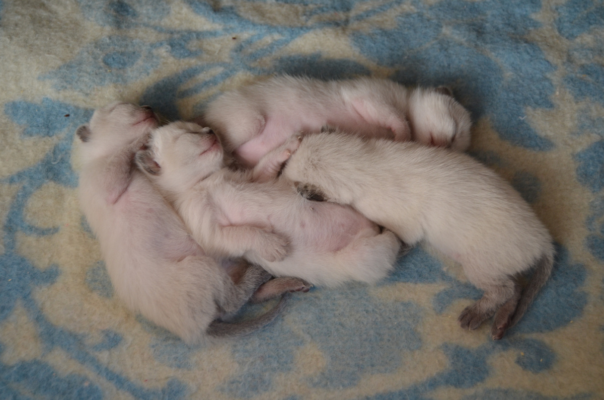 Мы еще совсем крохи, ничего не видим, ничего не слышим, ничего никому не скажем