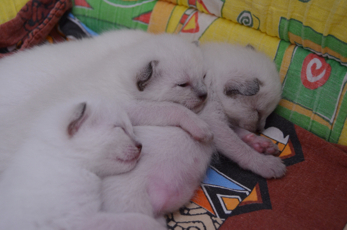 Глазки открылись, ушки на подходе