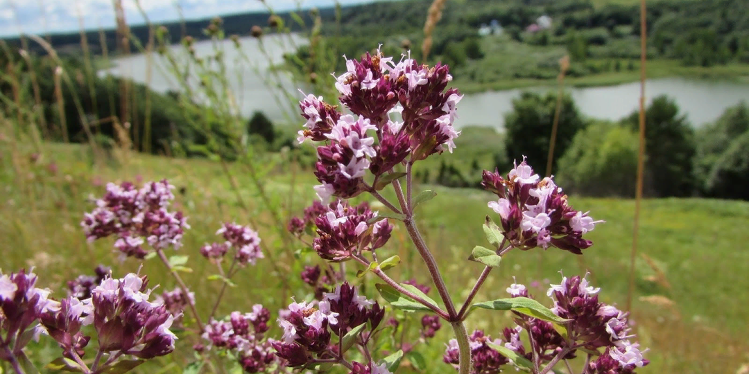 Чаёк из леса: что можно заварить без последствий