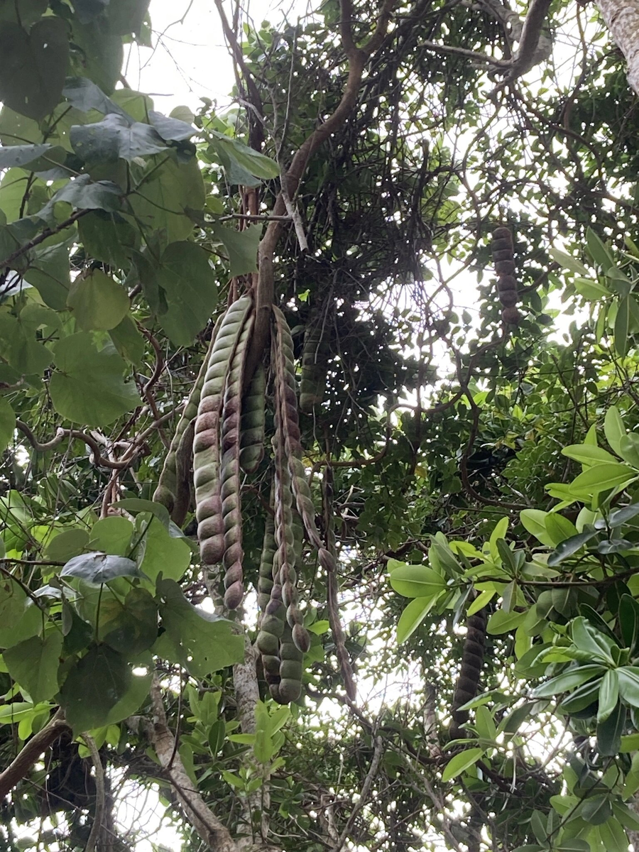 Лиана? Дерево? Выбери свой гендер самостоятельно!