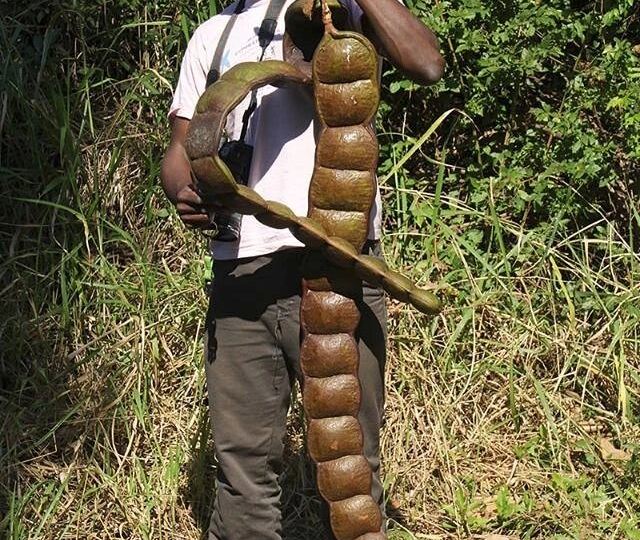 Крылатое «Сердце морей» – энтада