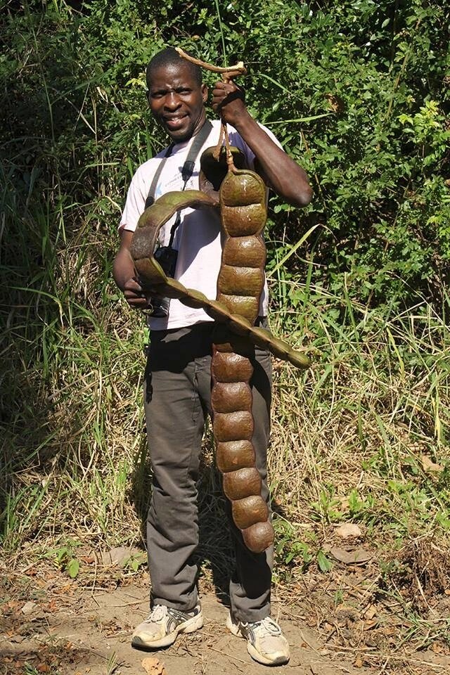 большой "стручок", без регистрации и смс. ну то есть вообще-то вполне средний