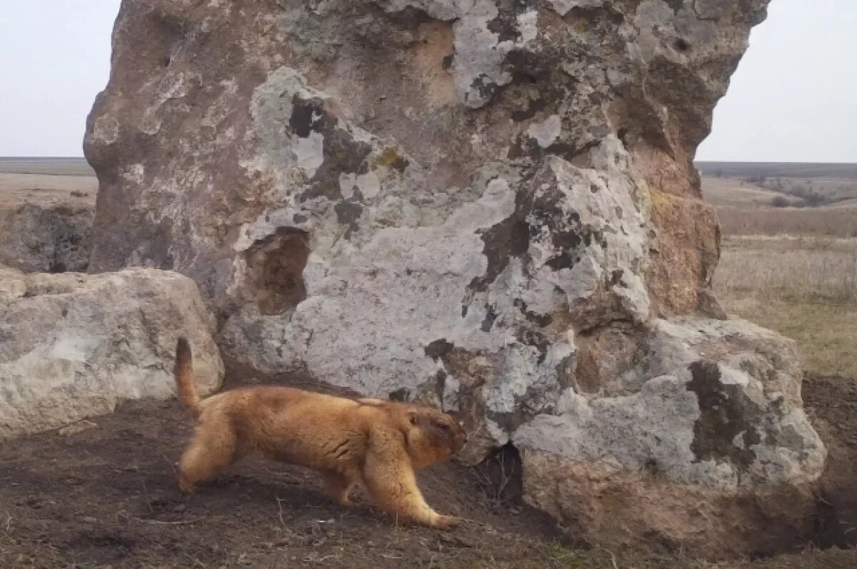    Воронежские сурки-байбаки проснулись после зимней спячки