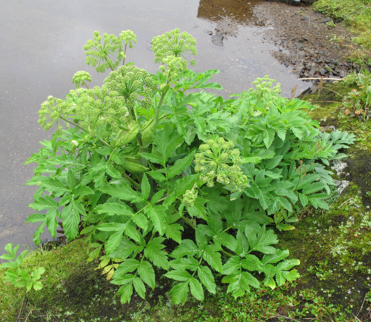 Вкусняшка дягиль (дудник) у которого сладкие корни, стебли и цветки. Нямка, а не куст)
